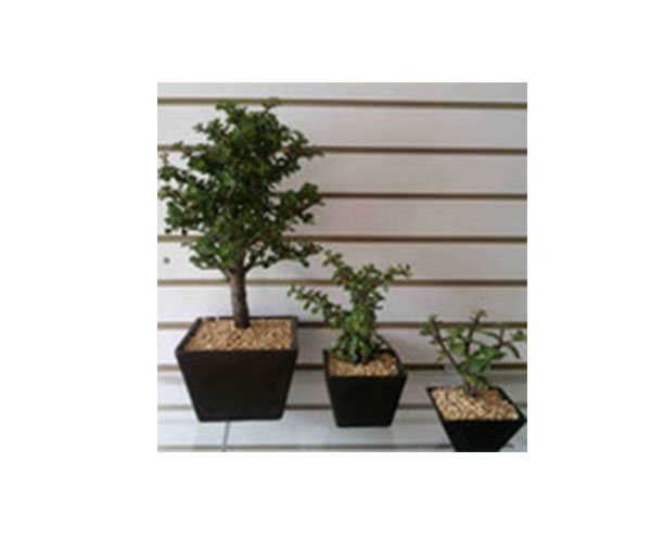 MACETAS CAF�S CON PLANTA NATURAL